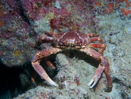 Cling Crab IMG 4412